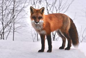 fox-715588_1920
